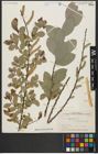 Foto von Salix aegyptiaca L.